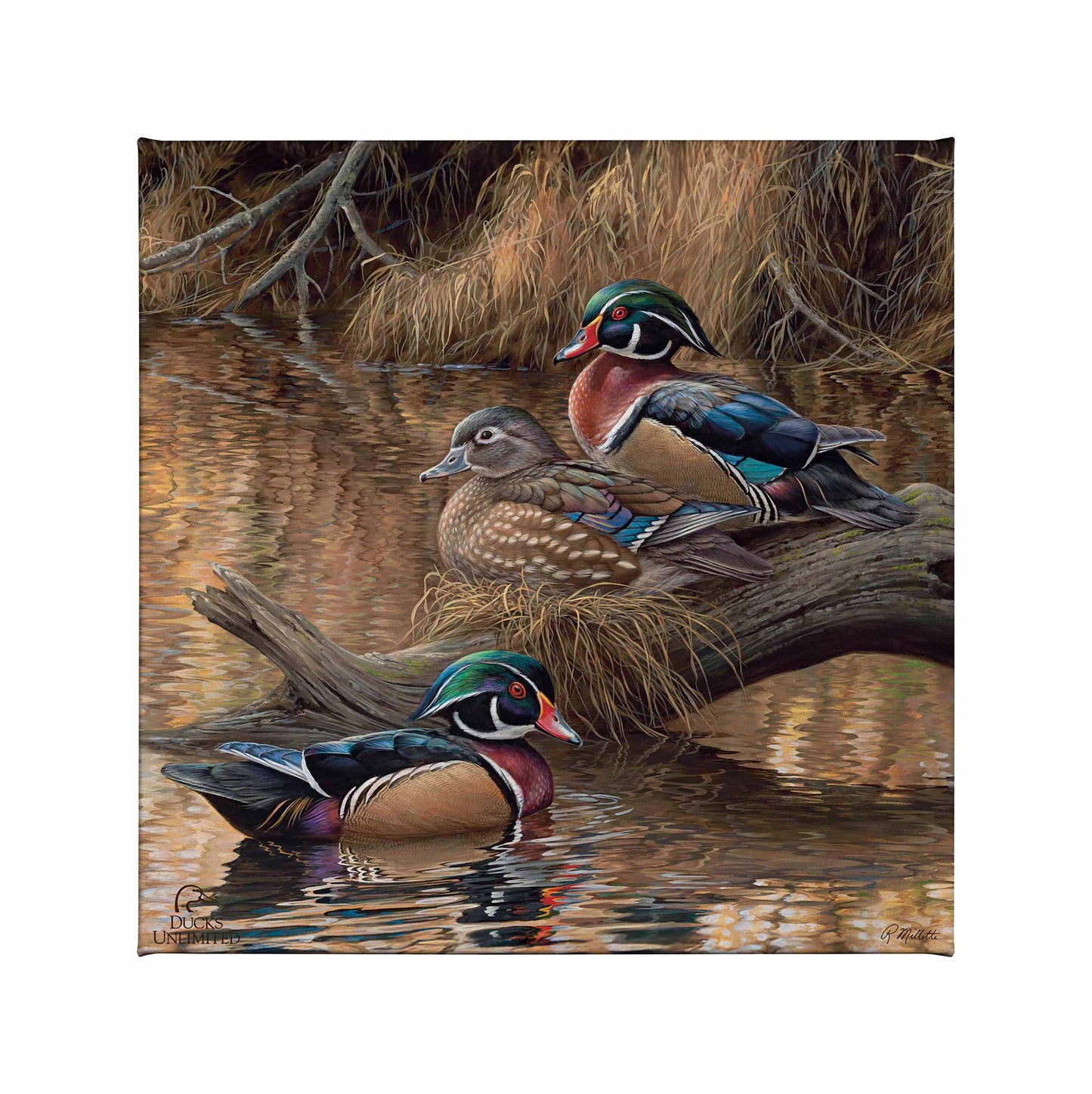 Sitting Pretty Wood Ducks Gallery Wrapped Canvas - Official Ducks Unlimited Art