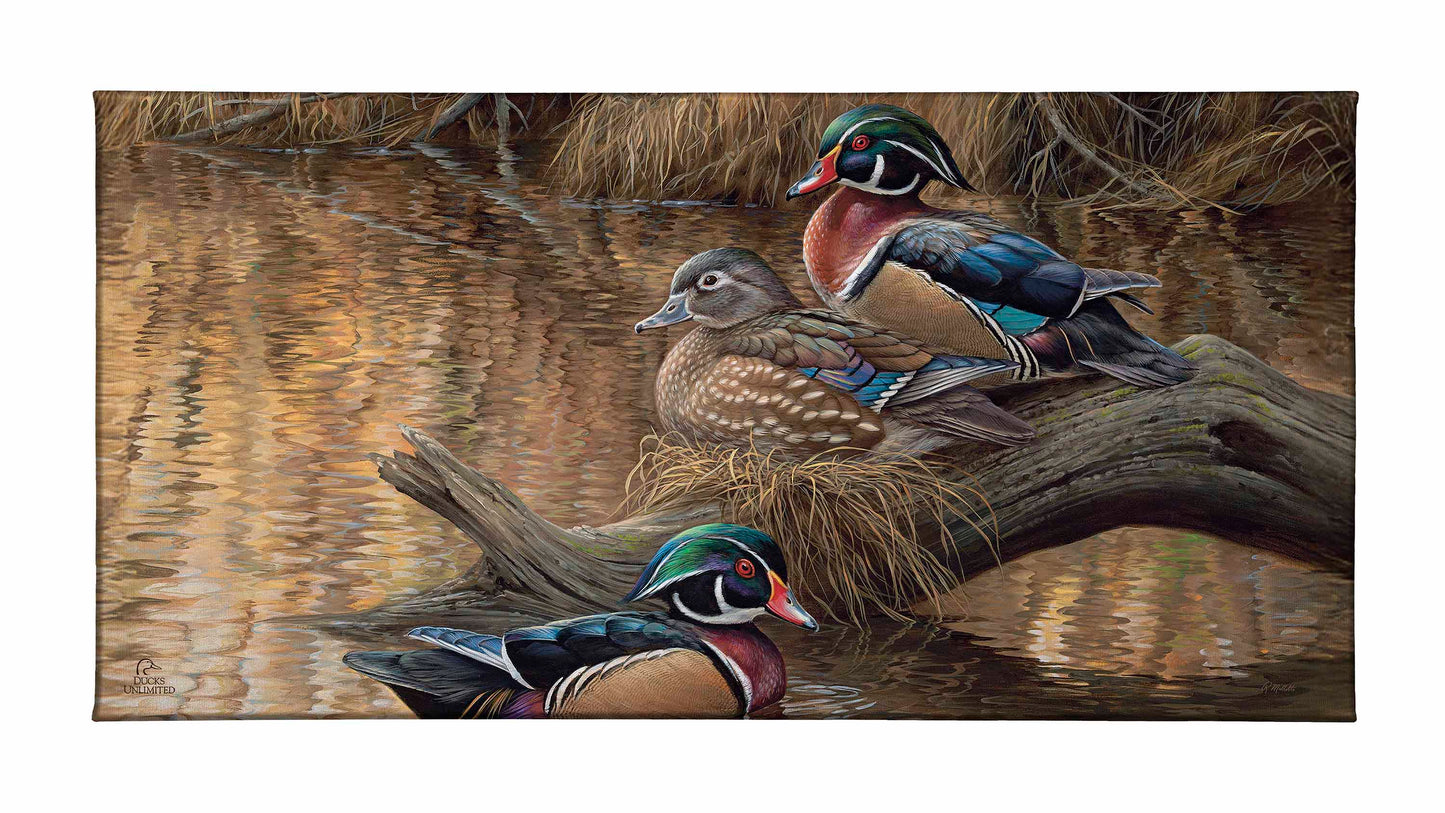 Sitting Pretty Wood Ducks Gallery Wrapped Canvas - Official Ducks Unlimited Art