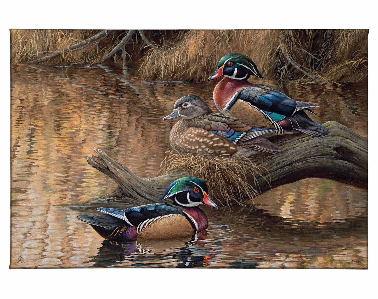 Sitting Pretty Wood Ducks Gallery Wrapped Canvas - Official Ducks Unlimited Art