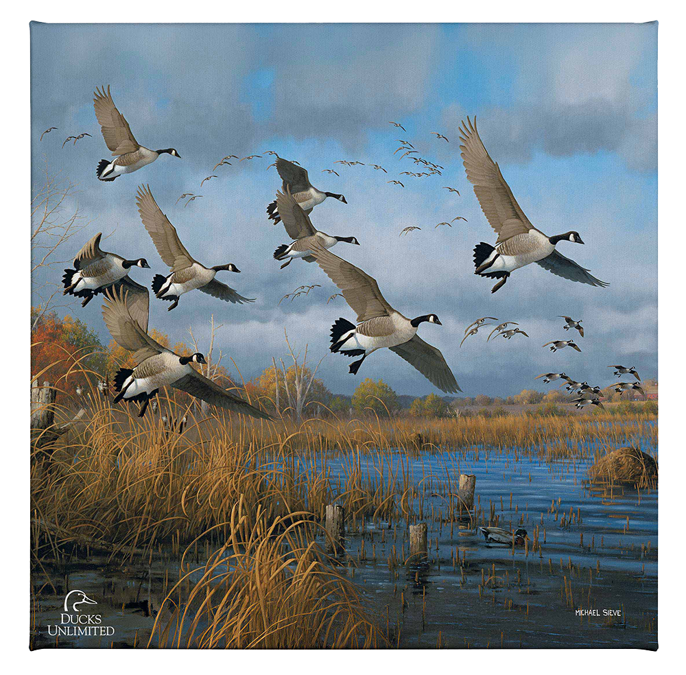 Sunset Refuge Canada Geese Gallery Wrapped Canvas - Official Ducks Unlimited Art