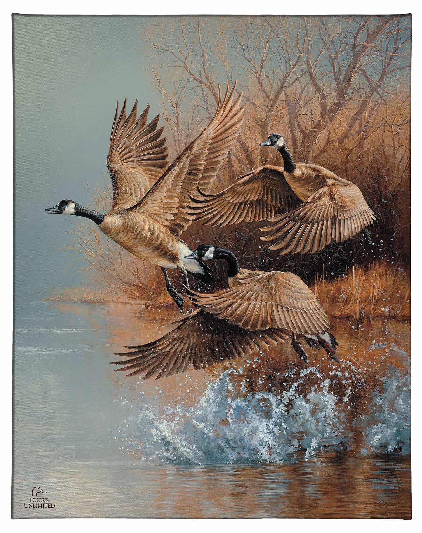 Taking Flight Canada Geese Gallery Wrapped Canvas - Official Ducks Unlimited Art