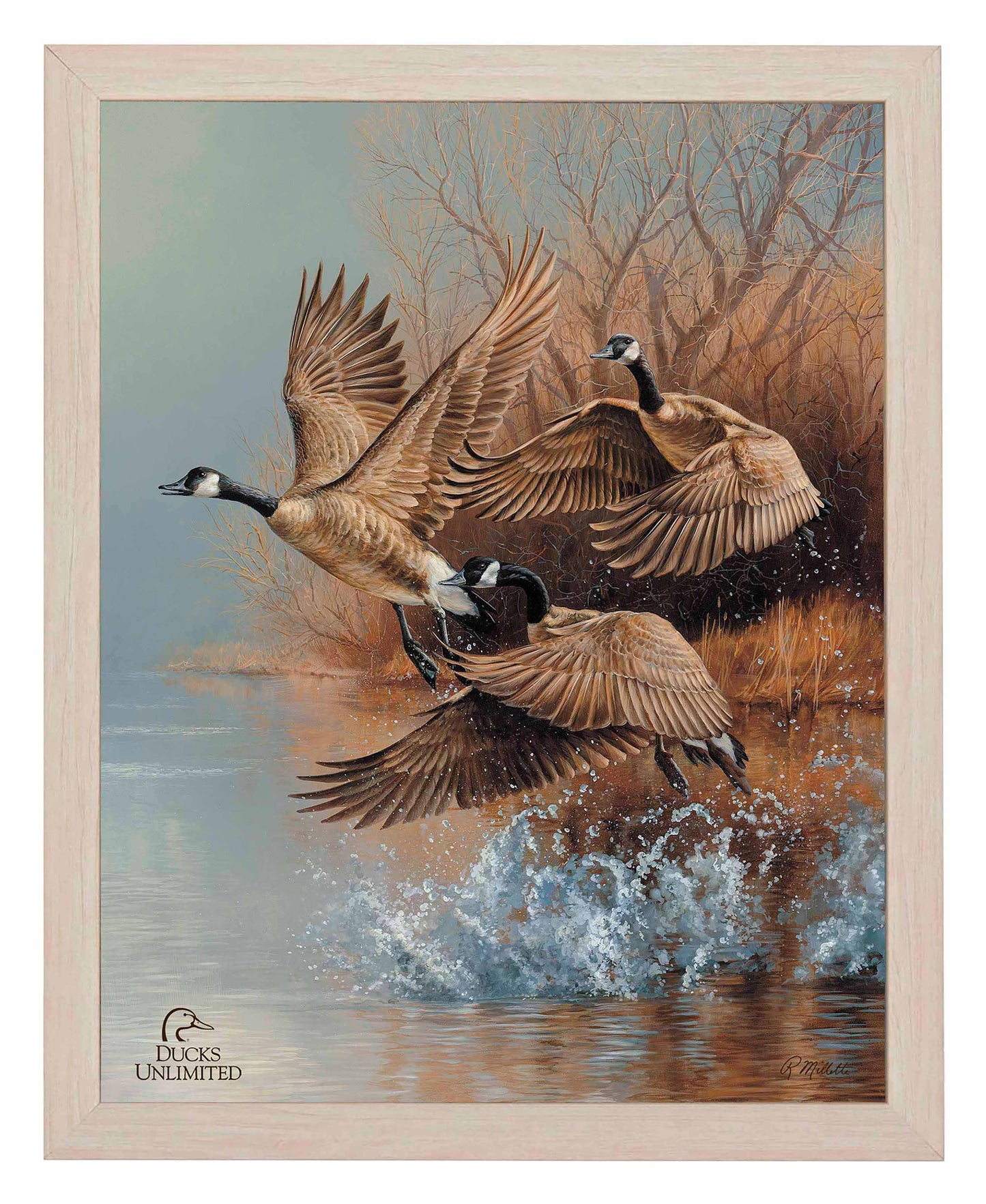 Taking Flight  Canada Geese  Art Prints - Official Ducks Unlimited Art