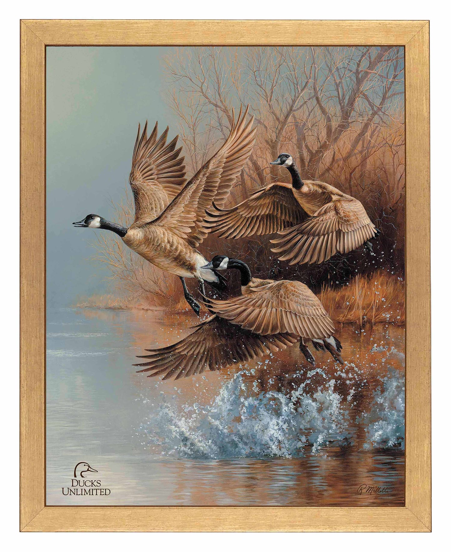 Taking Flight  Canada Geese  Art Prints - Official Ducks Unlimited Art