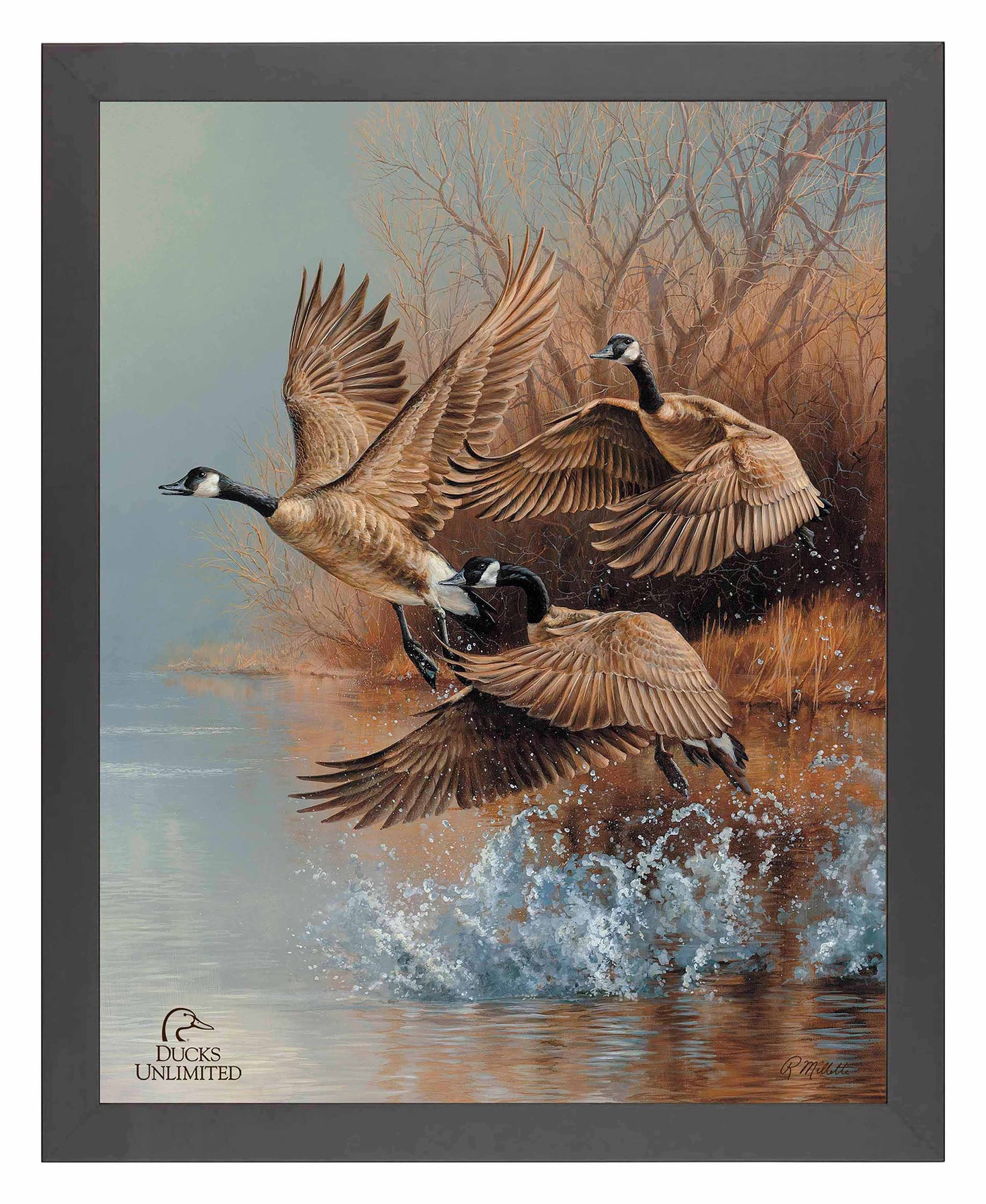 Taking Flight  Canada Geese  Art Prints - Official Ducks Unlimited Art
