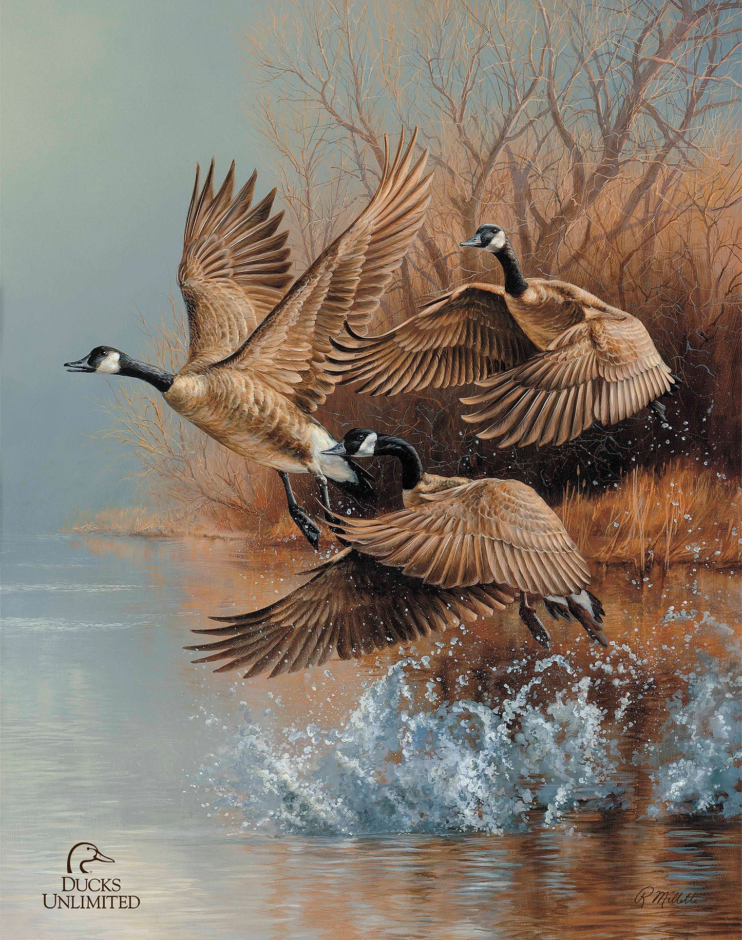 Taking Flight  Canada Geese  Art Prints - Official Ducks Unlimited Art