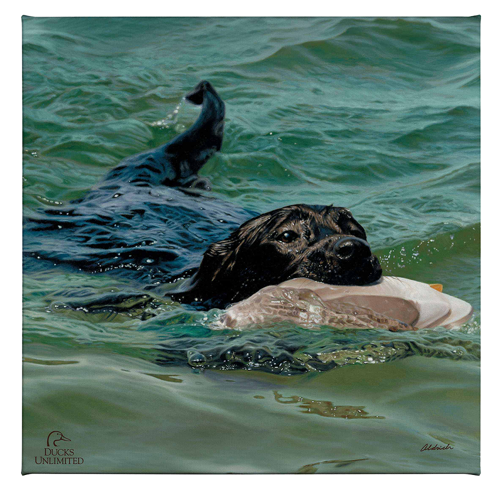 Training Day - Black Lab - Gallery Wrapped Canvas - Official Ducks Unlimited Art