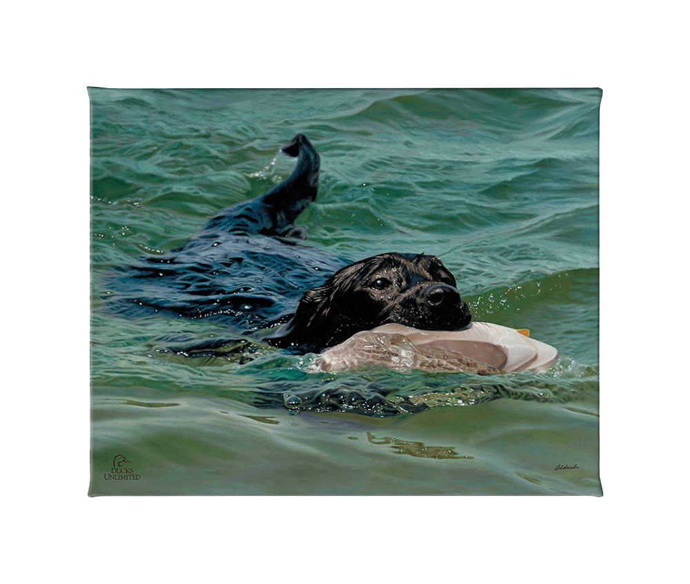Training Day - Black Lab - Gallery Wrapped Canvas - Official Ducks Unlimited Art
