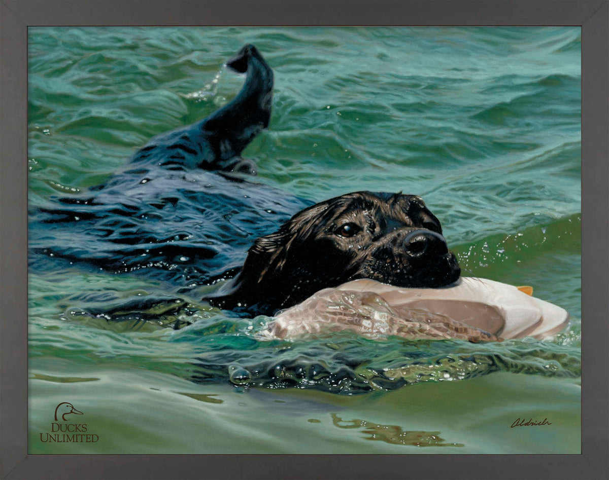 Training Day - Black Lab - Art Prints - Official Ducks Unlimited Art