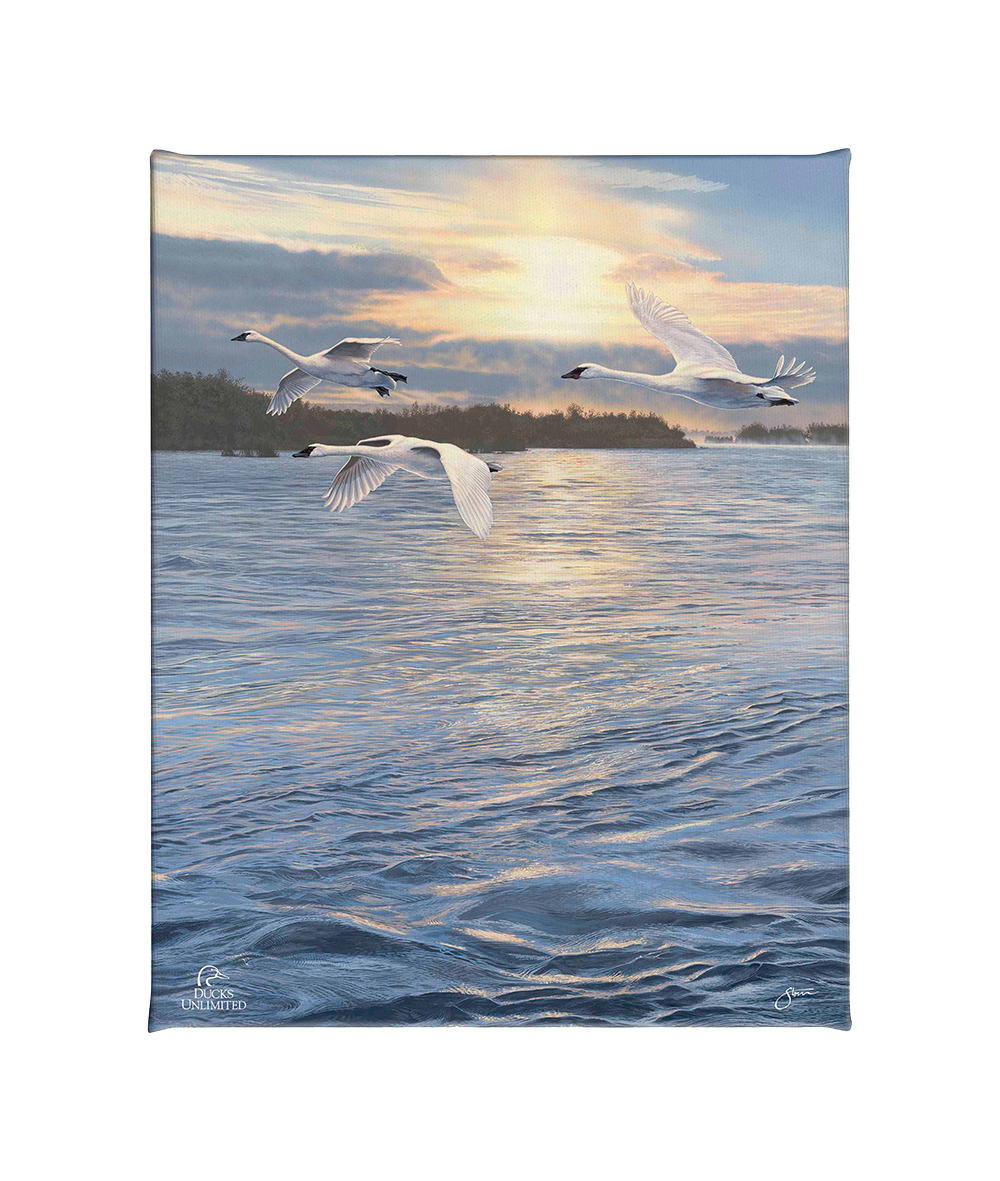 Trumpts at Sunset - Gallery Wrapped Canvas - Official Ducks Unlimited Art
