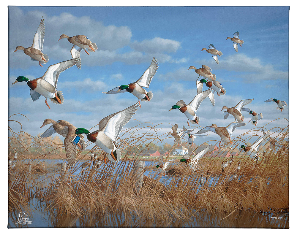 Vic's Pond - Gallery Wrapped Canvas - Official Ducks Unlimited Art