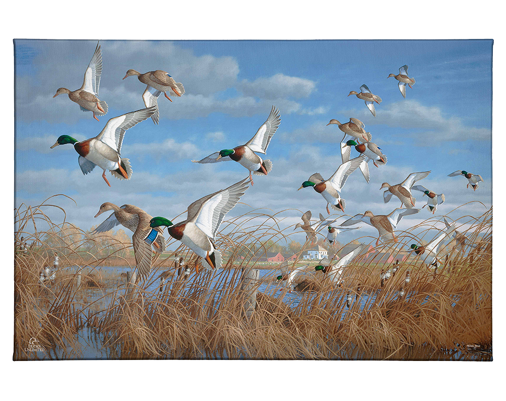 Vic's Pond - Gallery Wrapped Canvas - Official Ducks Unlimited Art