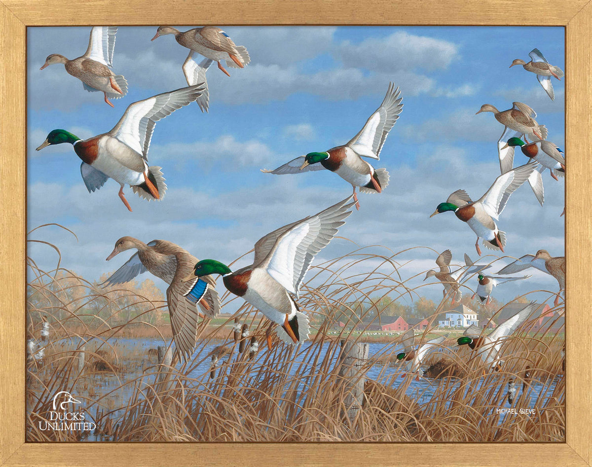 Vic's Pond - Art Prints - Official Ducks Unlimited Art