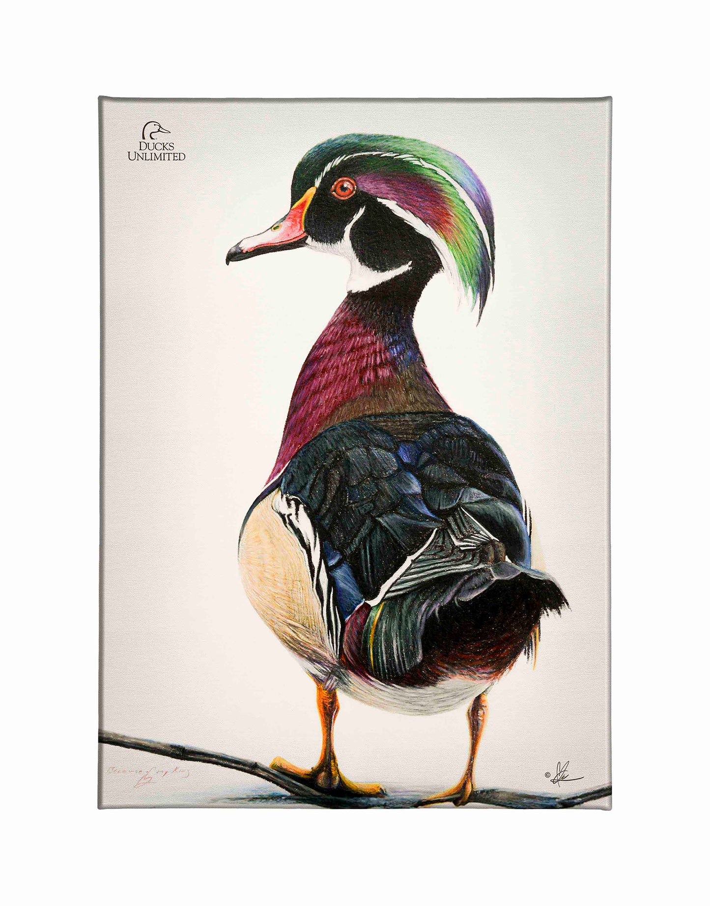 Woody Gallery Wrapped Canvas - Official Ducks Unlimited Art