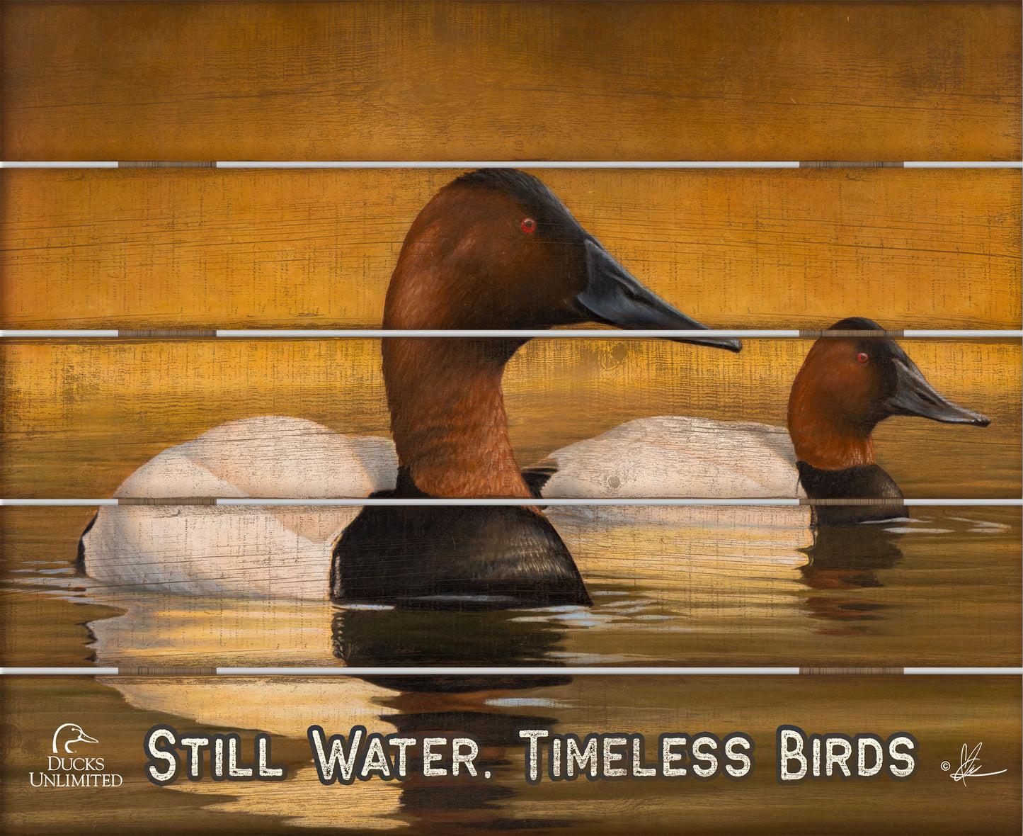 Canvas Back "Still Water. Timeless Birds."  18" x 22" Pallet Wall Art - Official Ducks Unlimited Art