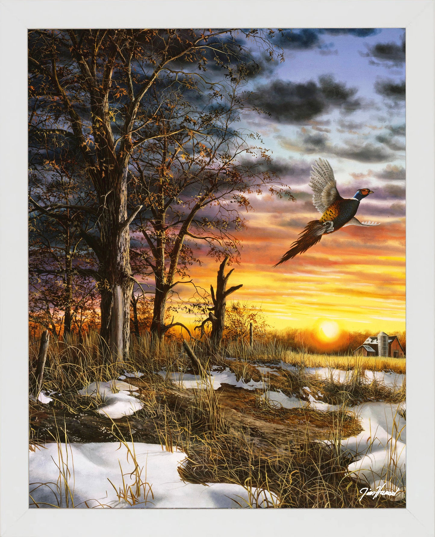 Autumn Ringneck - Art Prints