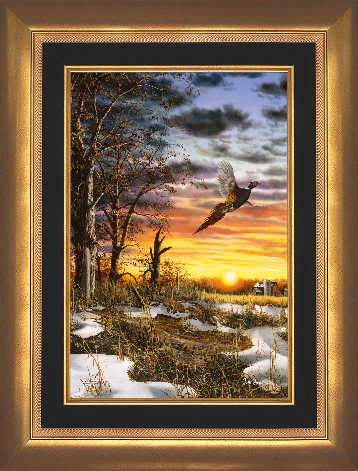 Autumn Ringneck - Limited Edition Canvas