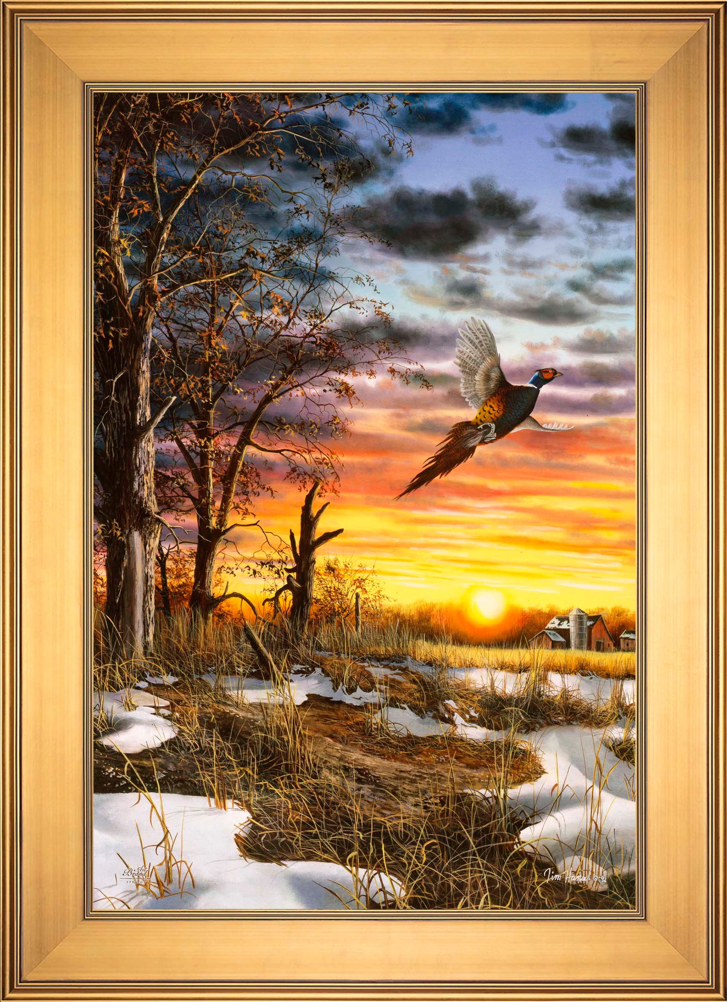 Autumn Ringneck - Limited Edition Canvas