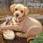 Puppy - 2027 Wall Calendar