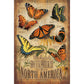 Backyard Butterflies
