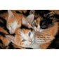 Who's Who - Kittens - 12" x 18" Wood Sign