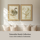 Martha Stewart Skylands | Naturalist Study: Waterfowl I | Framed Vintage Wildlife Illustration | New England Estate Wall Art