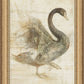 Martha Stewart Skylands | Naturalist Study: Waterfowl I | Framed Vintage Wildlife Illustration | New England Estate Wall Art