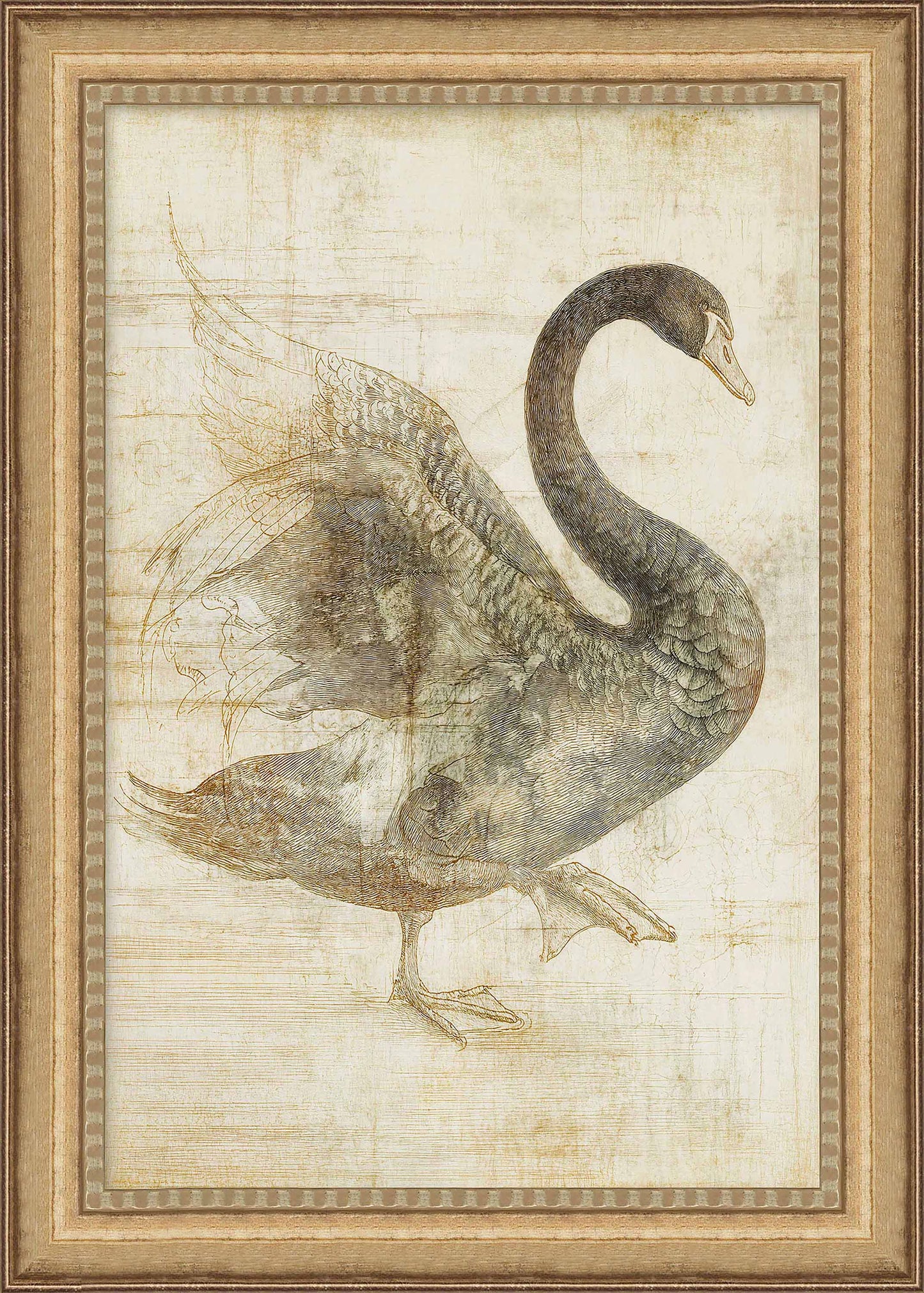 Martha Stewart Skylands | Naturalist Study: Waterfowl I | Framed Vintage Wildlife Illustration | New England Estate Wall Art