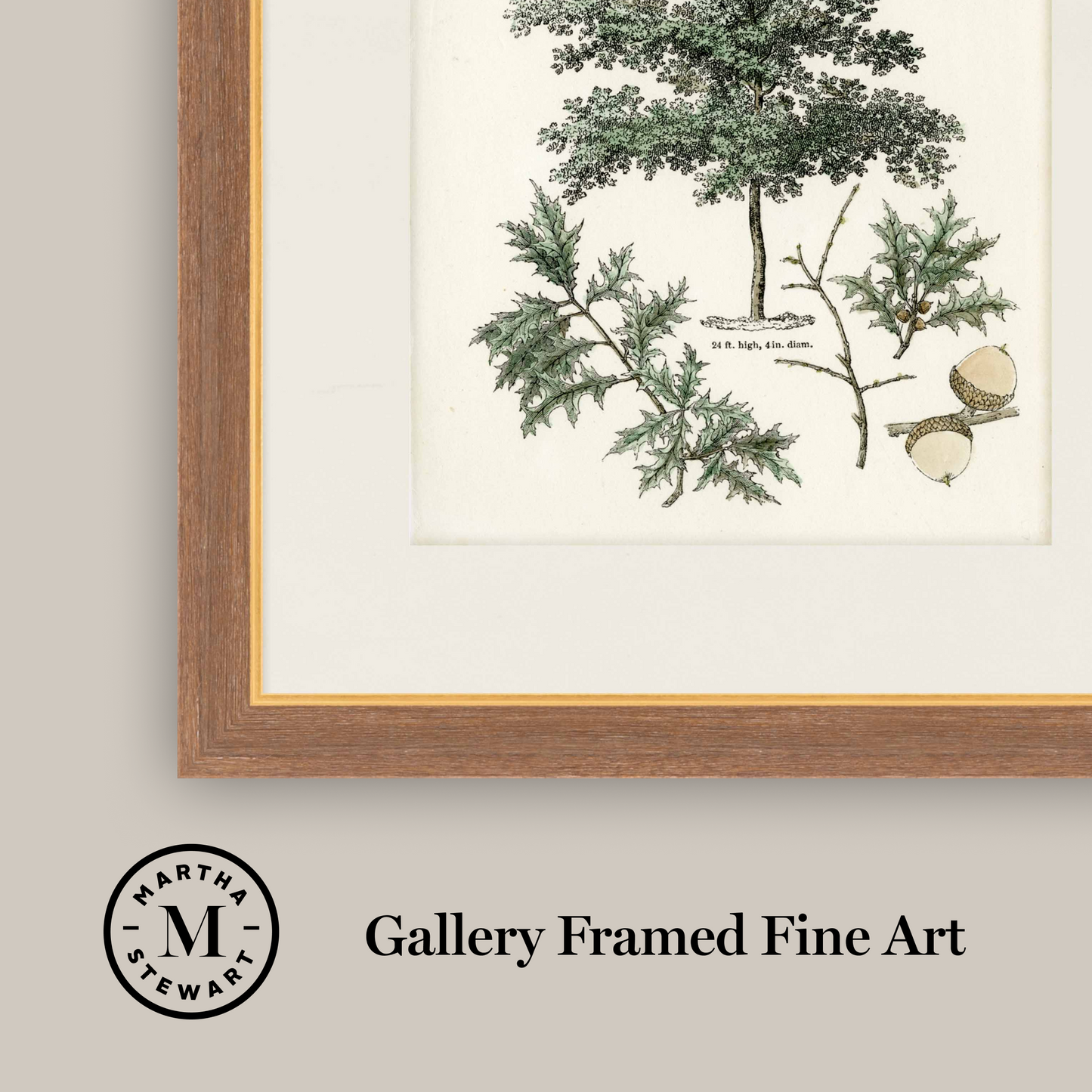 Martha Stewart Skylands | Woodland Tree Study I | Framed Vintage Botanical Illustration | New England Estate Wall Art