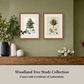 Martha Stewart Skylands | Woodland Tree Study I | Framed Vintage Botanical Illustration | New England Estate Wall Art