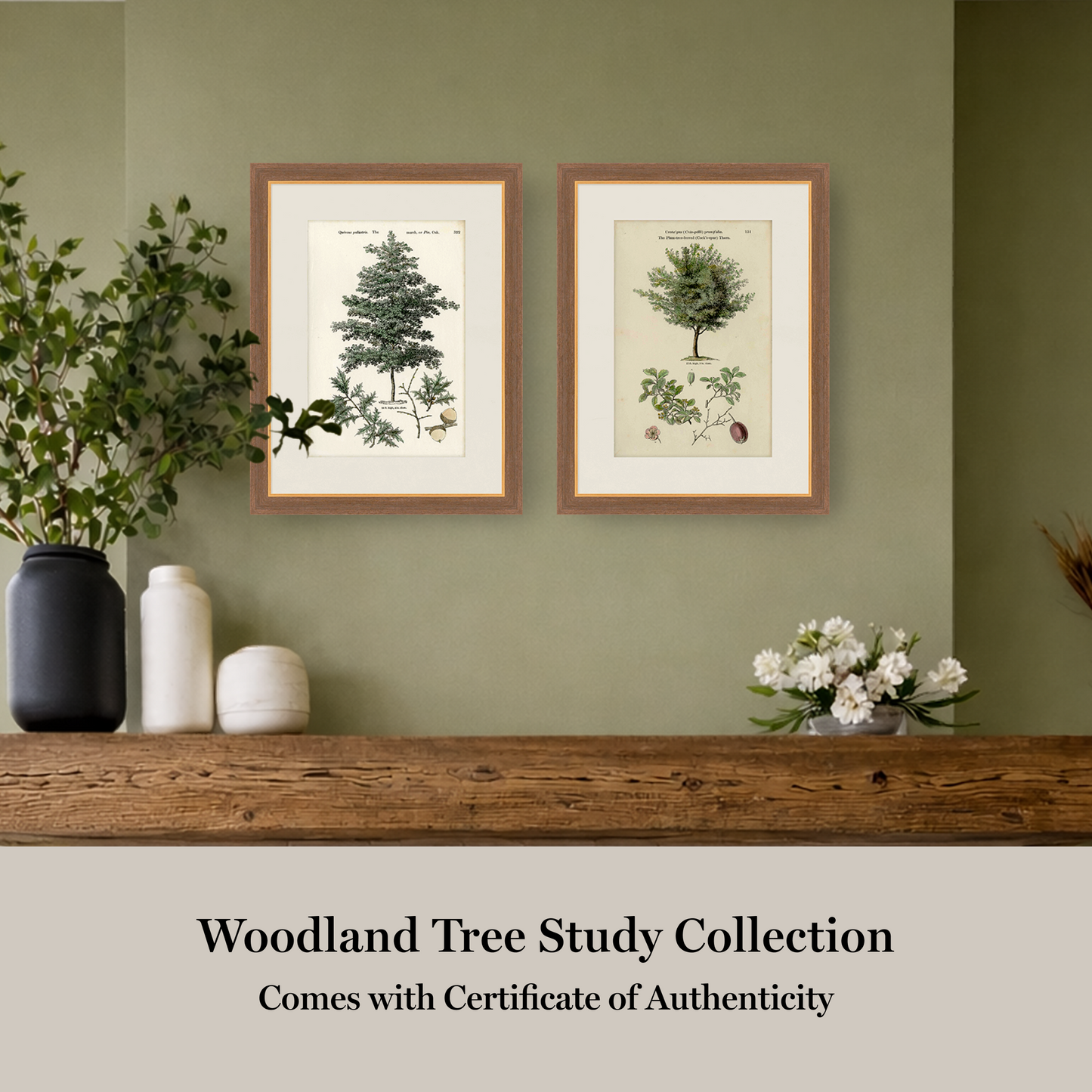 Martha Stewart Skylands | Woodland Tree Study I | Framed Vintage Botanical Illustration | New England Estate Wall Art