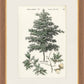 Martha Stewart Skylands | Woodland Tree Study I | Framed Vintage Botanical Illustration | New England Estate Wall Art