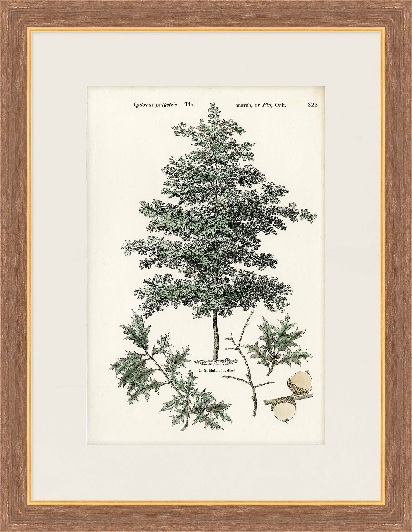 Martha Stewart Skylands | Woodland Tree Study I | Framed Vintage Botanical Illustration | New England Estate Wall Art