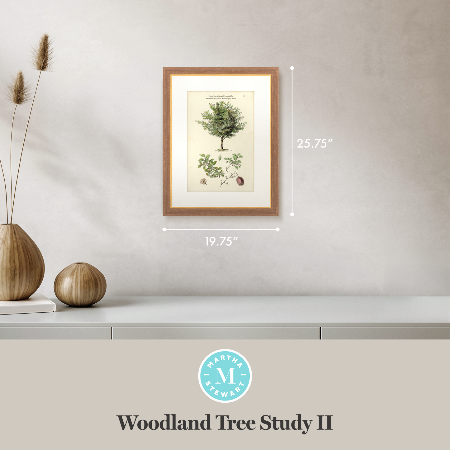 Martha Stewart Skylands | Woodland Tree Study II | Framed Vintage Botanical Illustration | New England Estate Wall Art