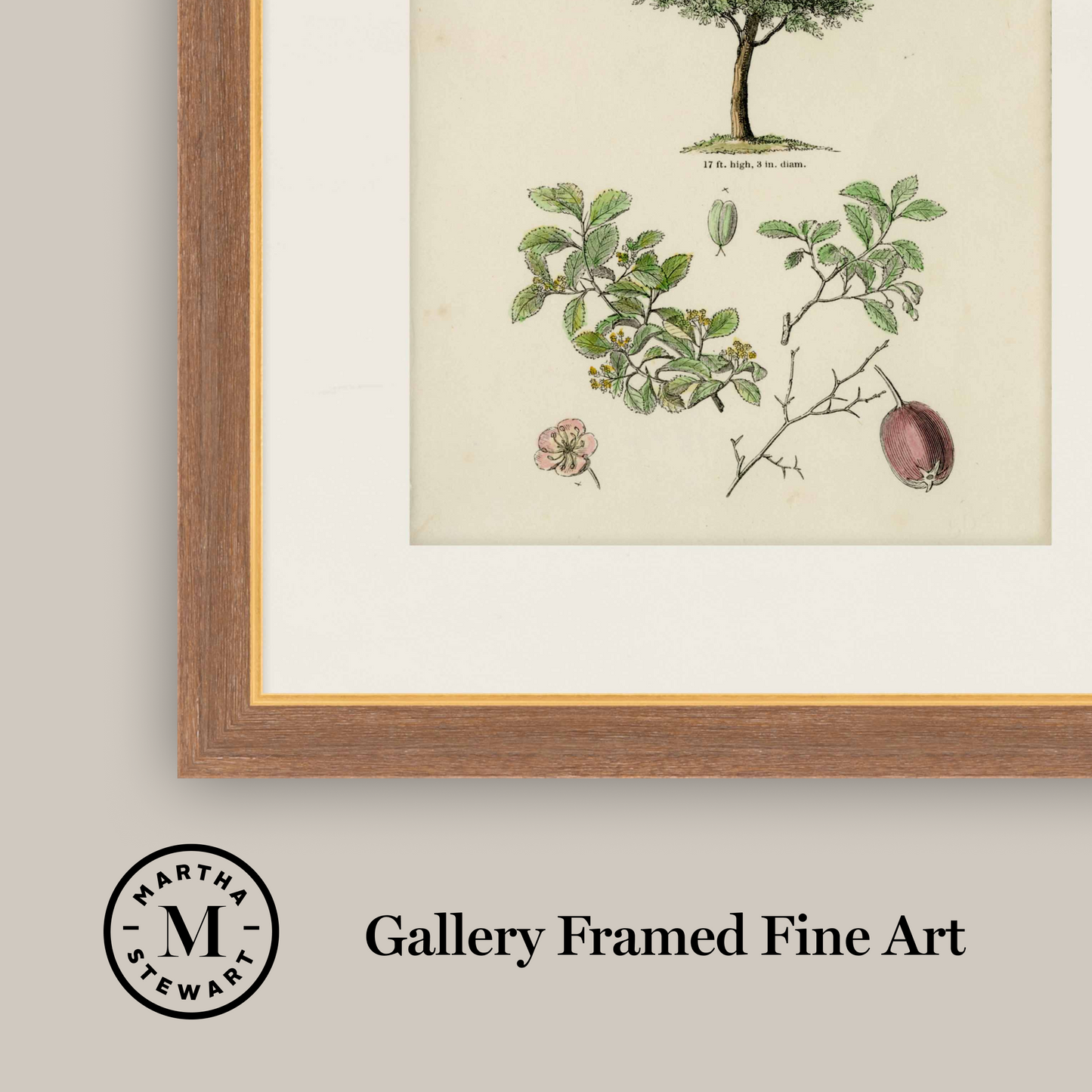 Martha Stewart Skylands | Woodland Tree Study II | Framed Vintage Botanical Illustration | New England Estate Wall Art