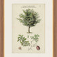 Martha Stewart Skylands | Woodland Tree Study II | Framed Vintage Botanical Illustration | New England Estate Wall Art