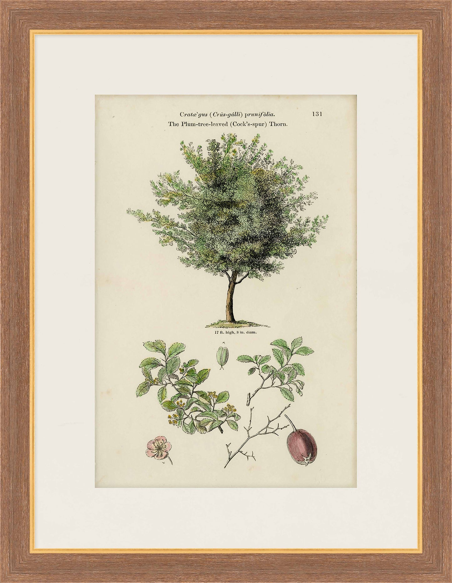 Martha Stewart Skylands | Woodland Tree Study II | Framed Vintage Botanical Illustration | New England Estate Wall Art