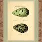 Martha Stewart Skylands | Avian Egg Study I | Framed Vintage Ornithology Illustration | New England Estate Wall Art