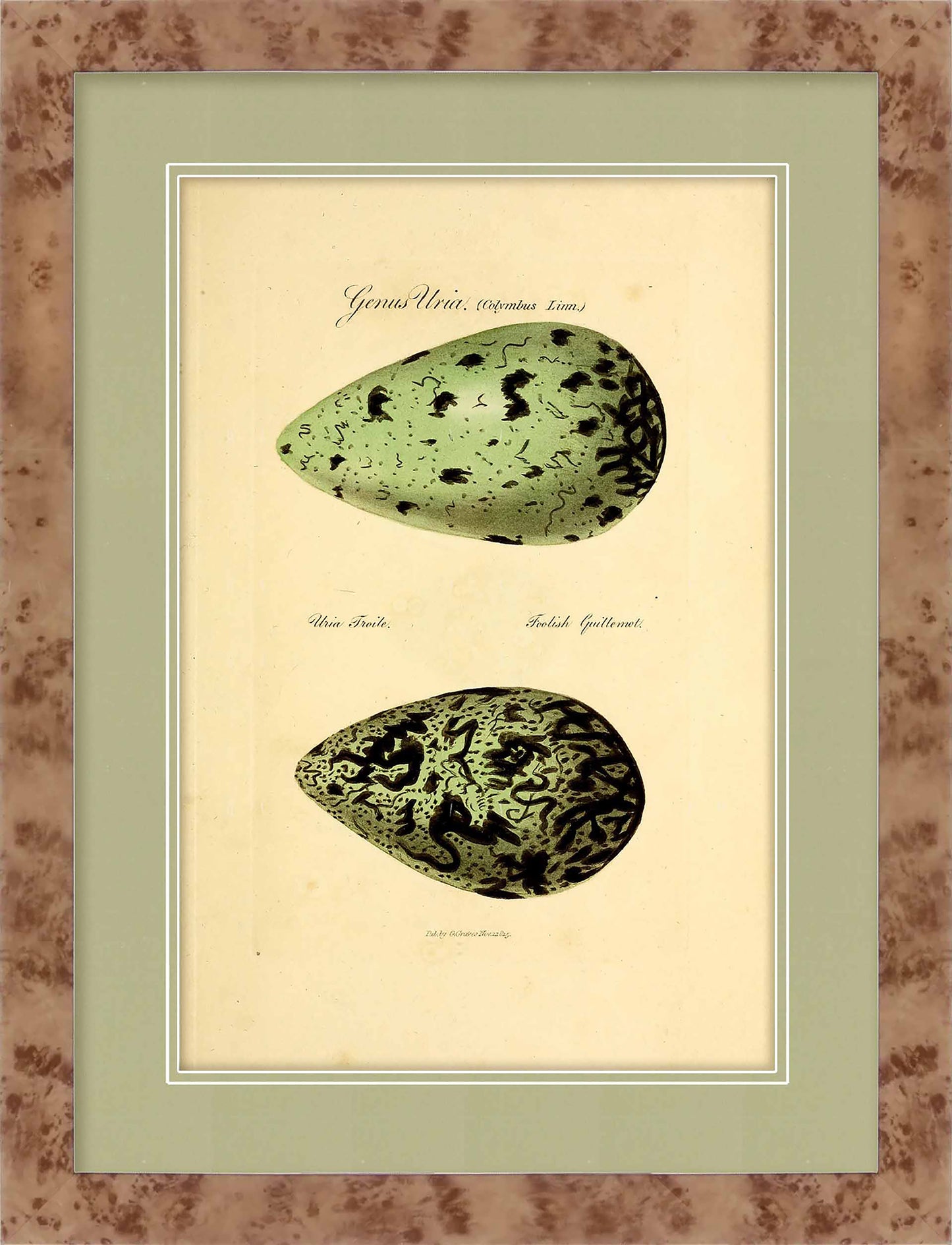 Martha Stewart Skylands | Avian Egg Study I | Framed Vintage Ornithology Illustration | New England Estate Wall Art