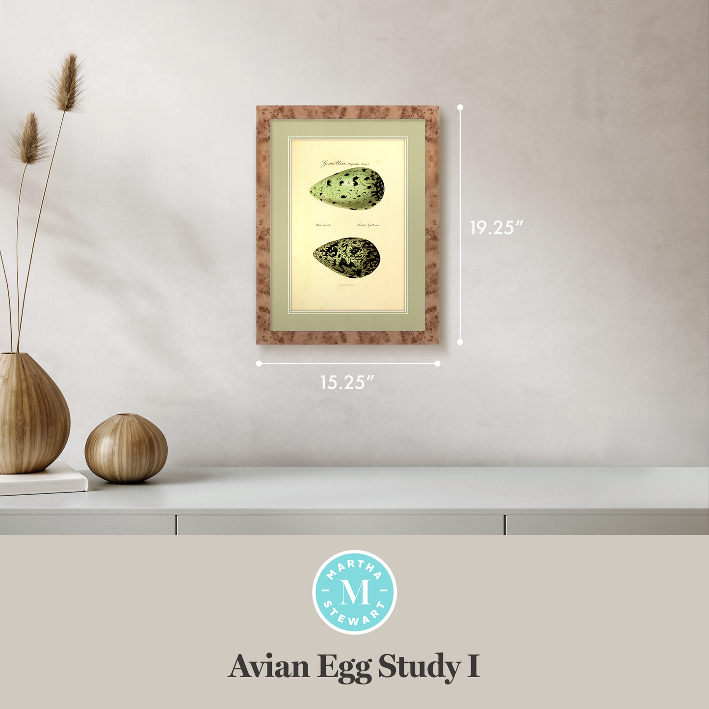Martha Stewart Skylands | Avian Egg Study I | Framed Vintage Ornithology Illustration | New England Estate Wall Art