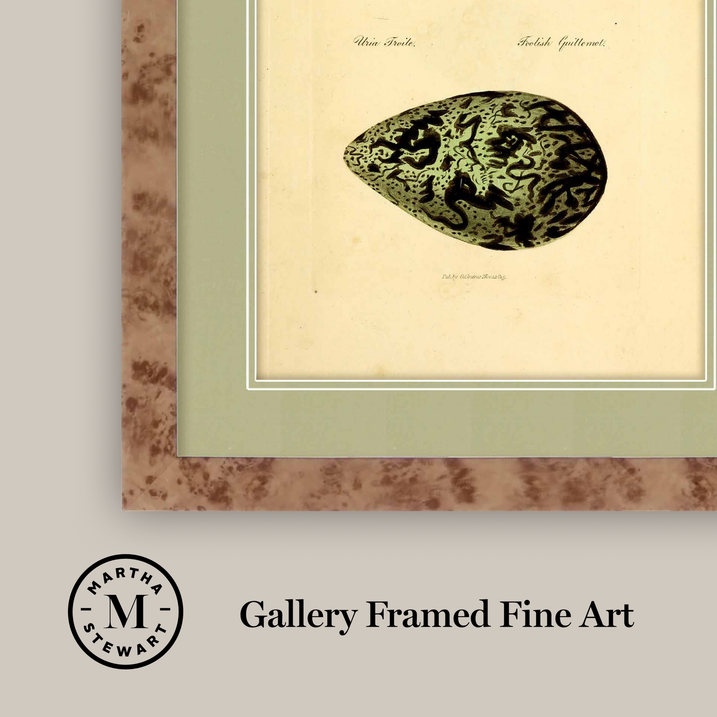 Martha Stewart Skylands | Avian Egg Study I | Framed Vintage Ornithology Illustration | New England Estate Wall Art