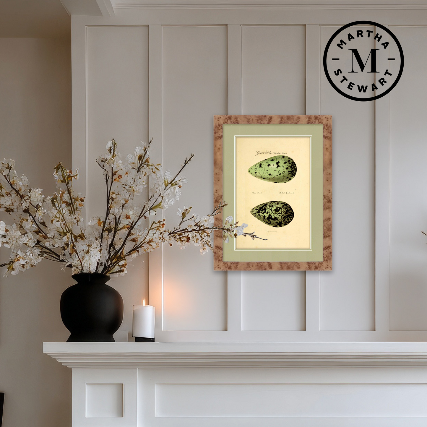Martha Stewart Skylands | Avian Egg Study I | Framed Vintage Ornithology Illustration | New England Estate Wall Art