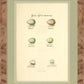 Martha Stewart Skylands | Avian Egg Study II | Framed Vintage Ornithology Illustration | New England Estate Wall Art