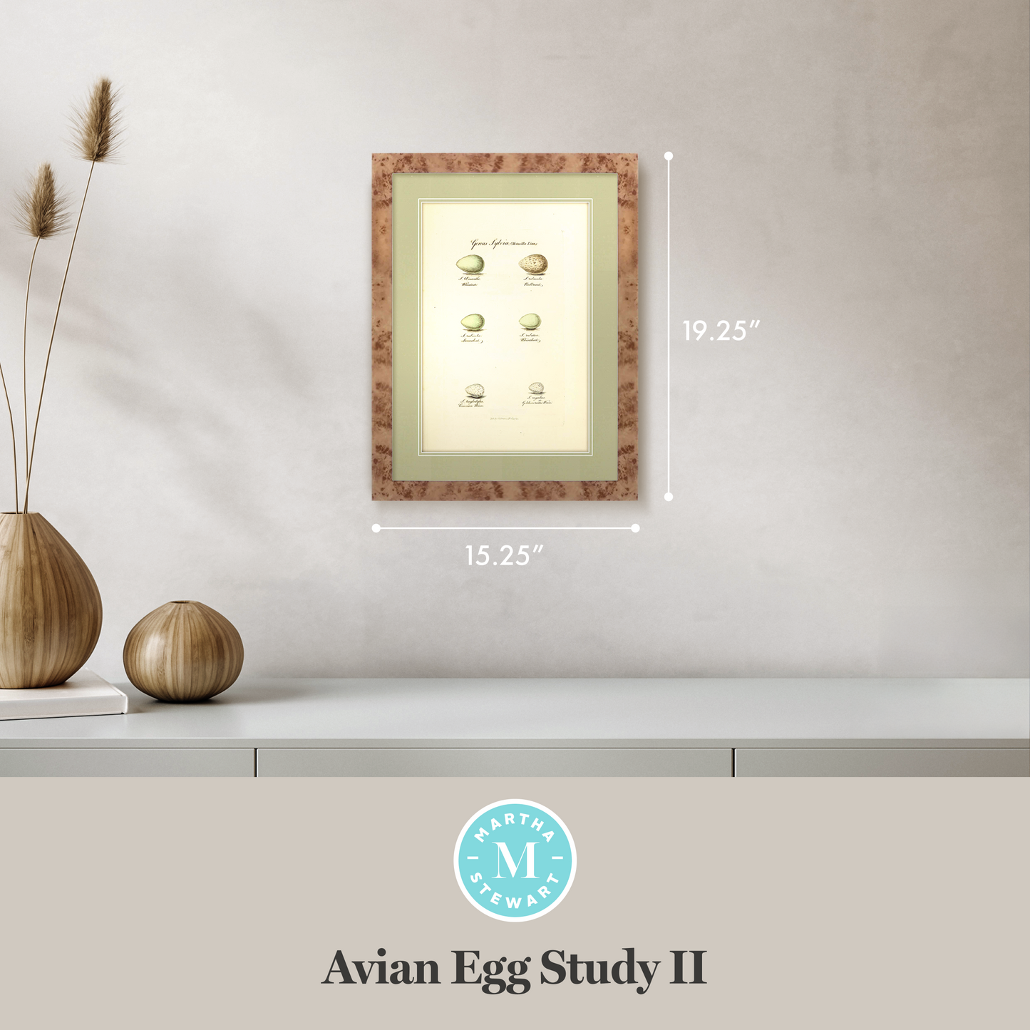 Martha Stewart Skylands | Avian Egg Study II | Framed Vintage Ornithology Illustration | New England Estate Wall Art