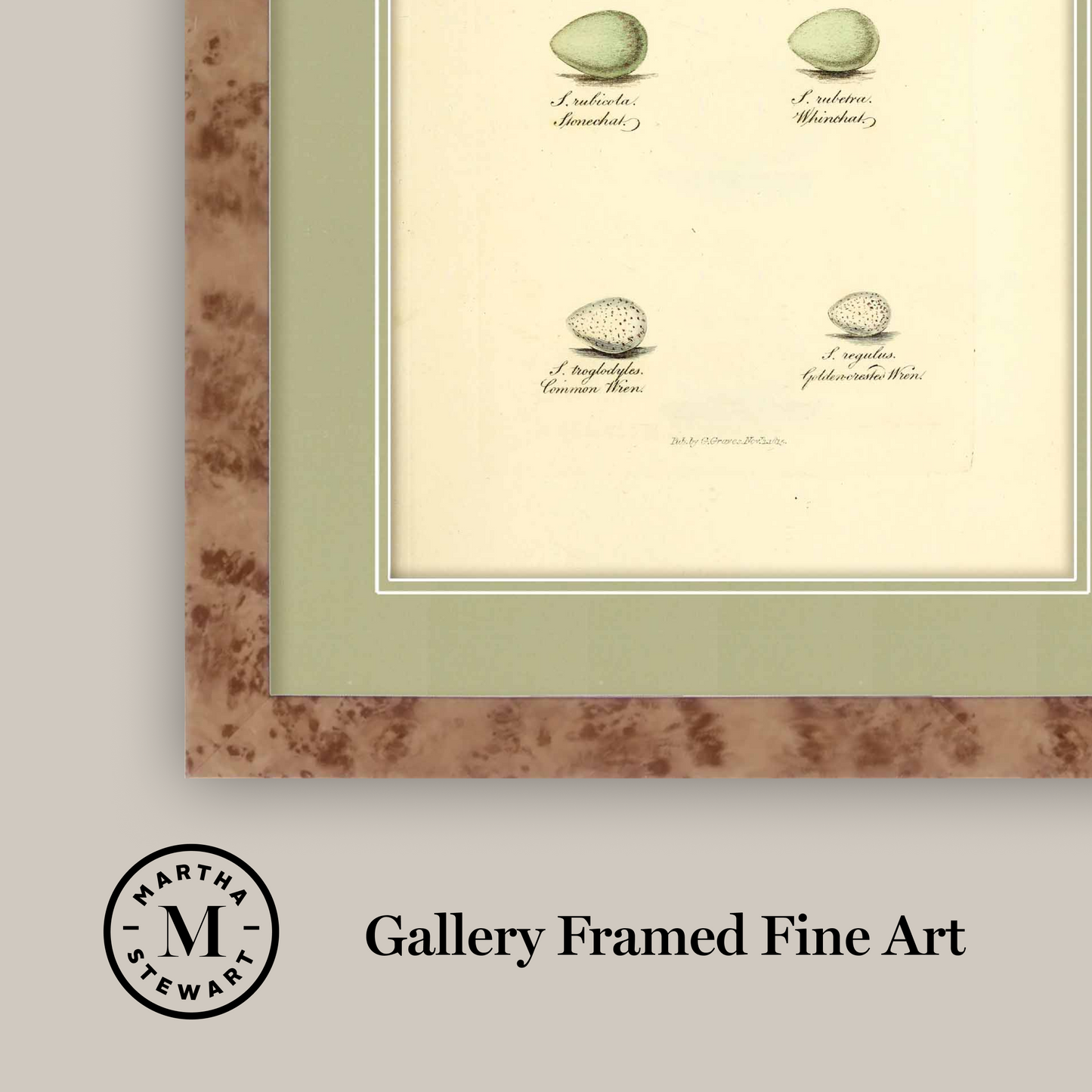 Martha Stewart Skylands | Avian Egg Study II | Framed Vintage Ornithology Illustration | New England Estate Wall Art