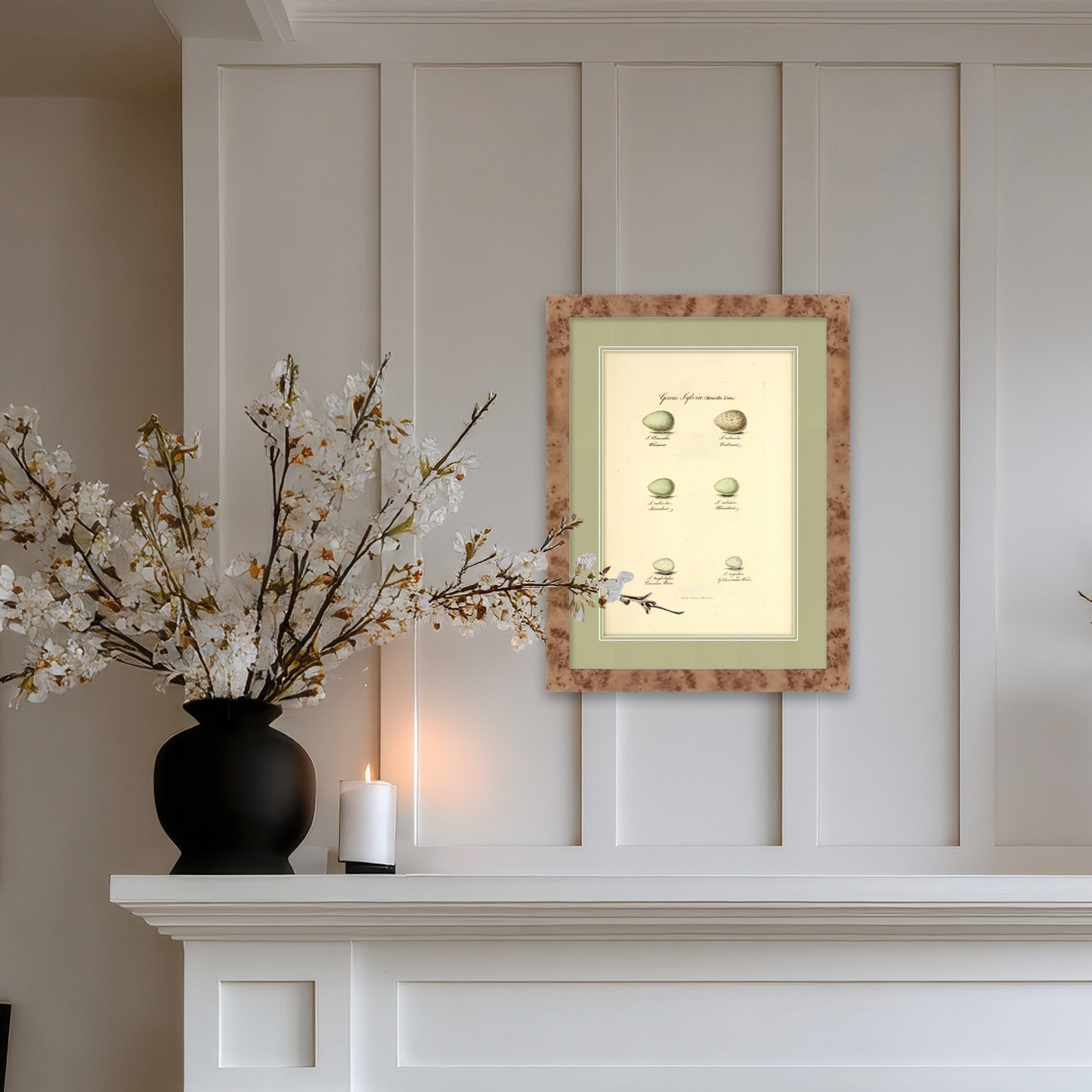 Martha Stewart Skylands | Avian Egg Study II | Framed Vintage Ornithology Illustration | New England Estate Wall Art