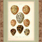 Martha Stewart Skylands | Avian Egg Study III | Framed Vintage Ornithology Plate | Historic Estate Wall Art