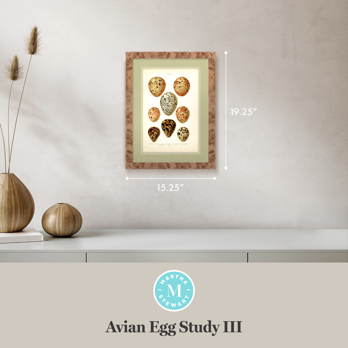 Martha Stewart Skylands | Avian Egg Study III | Framed Vintage Ornithology Plate | Historic Estate Wall Art