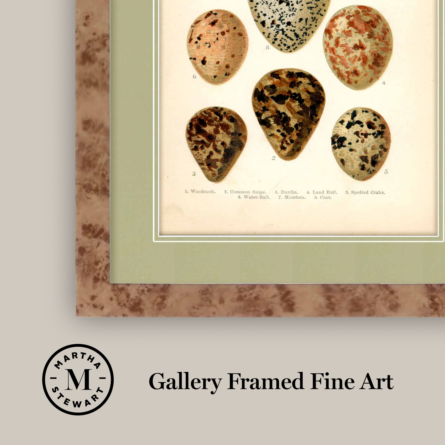 Martha Stewart Skylands | Avian Egg Study III | Framed Vintage Ornithology Plate | Historic Estate Wall Art