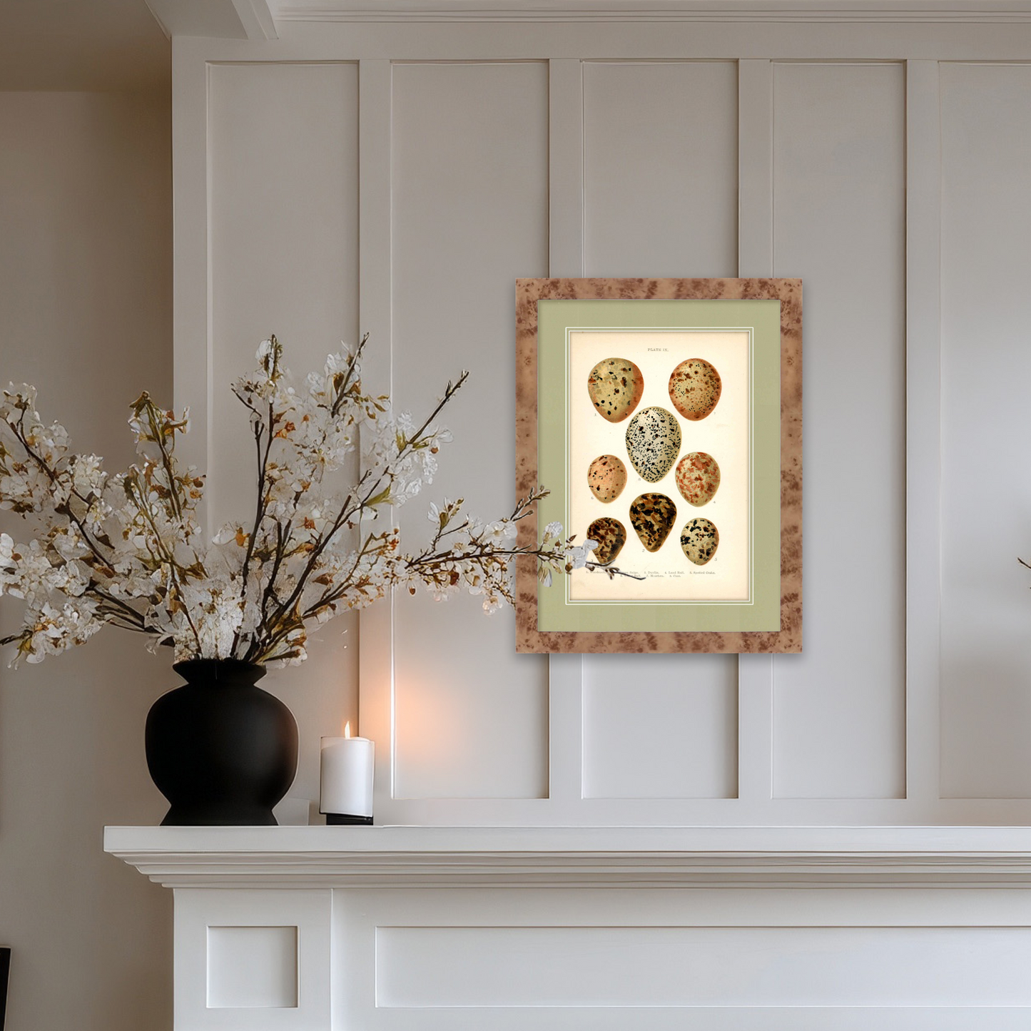Martha Stewart Skylands | Avian Egg Study III | Framed Vintage Ornithology Plate | Historic Estate Wall Art