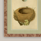 Martha Stewart Skylands | Ornithology Study: Nest & Egg | Framed Vintage Bird Nest Illustration | New England Estate Wall Art